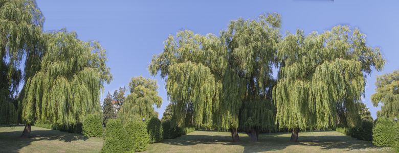 10-Gintaras Jaronis